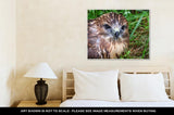 Gallery Wrapped Canvas, Falcon Nestling - Essentials from JayCar