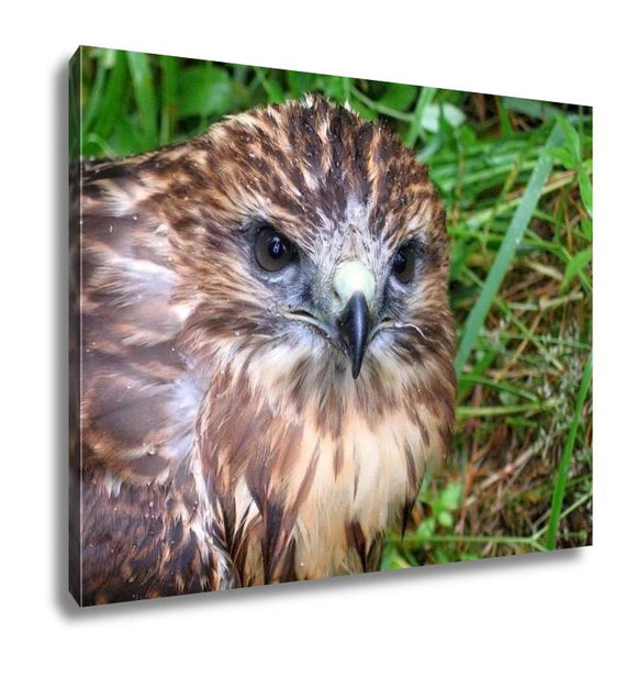 Gallery Wrapped Canvas, Falcon Nestling - Essentials from JayCar