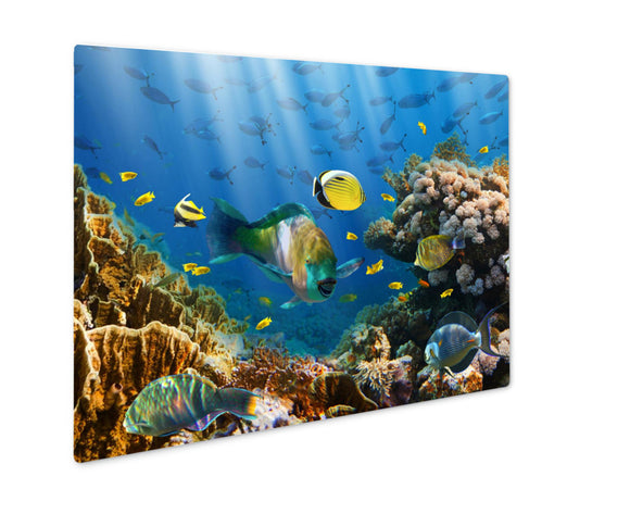 Metal Panel Print, Coral And Fish In The Red Sea Egypt - Essentials from JayCar