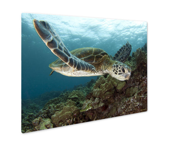 Metal Panel Print, Hawaiian Green Sea Turtles - Essentials from JayCar