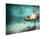 Metal Panel Print, Sea Lion Swimming Underwater In Ocean - Essentials from JayCar