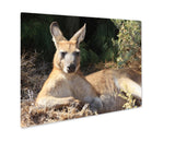 Metal Panel Print, Kangaroo Island Lazy Kangaroo - Essentials from JayCar