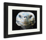 Framed Print, Lonesome George Giant Tortoise Galapagos - Essentials from JayCar