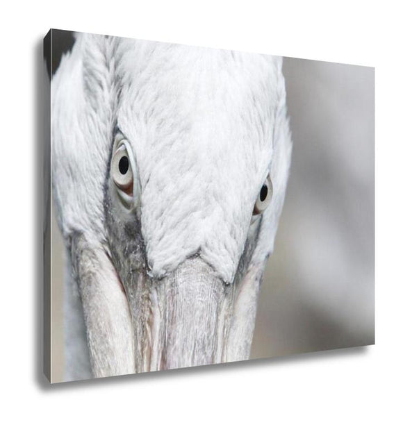Gallery Wrapped Canvas, Long Beach Pelican Portrait - Essentials from JayCar