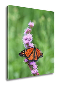 Gallery Wrapped Canvas, Monarch Butterfly Feeding On Pink Flower - Essentials from JayCar