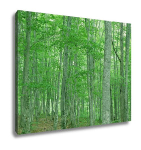 Gallery Wrapped Canvas, Green Forest Nature Landscape - Essentials from JayCar