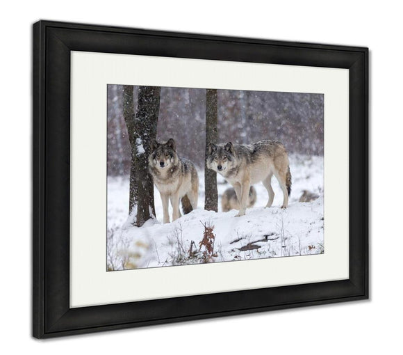 Framed Print, Lone Timber Wolf In A Snow Storm - Essentials from JayCar