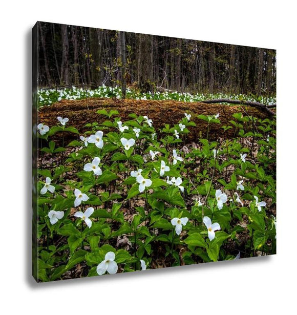 Gallery Wrapped Canvas, Moss Covered Log And Wild White Trillium Fallen Log Surrounded By Wild White - Essentials from JayCar