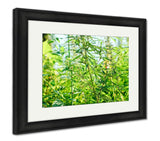 Framed Print, Wild Marijuana - Essentials from JayCar