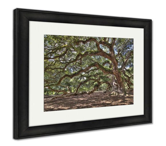 Framed Print, Ancient Live Oak Tree - Essentials from JayCar