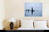 Gallery Wrapped Canvas, Three Killer Whales With Huge Dorsal Fins At Vancouver Island - Essentials from JayCar