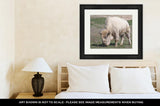 Framed Print, White American Bison - Essentials from JayCar