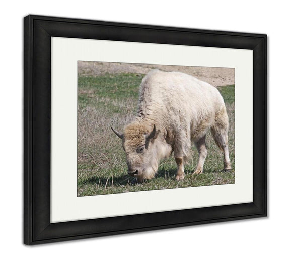 Framed Print, White American Bison - Essentials from JayCar