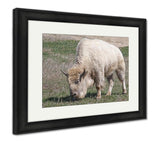 Framed Print, White American Bison - Essentials from JayCar